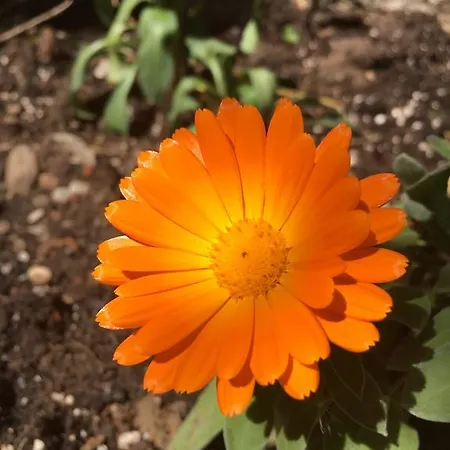 Flo